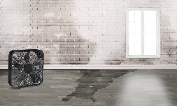 Best Carpet water damage restoration  in Clarion, PA